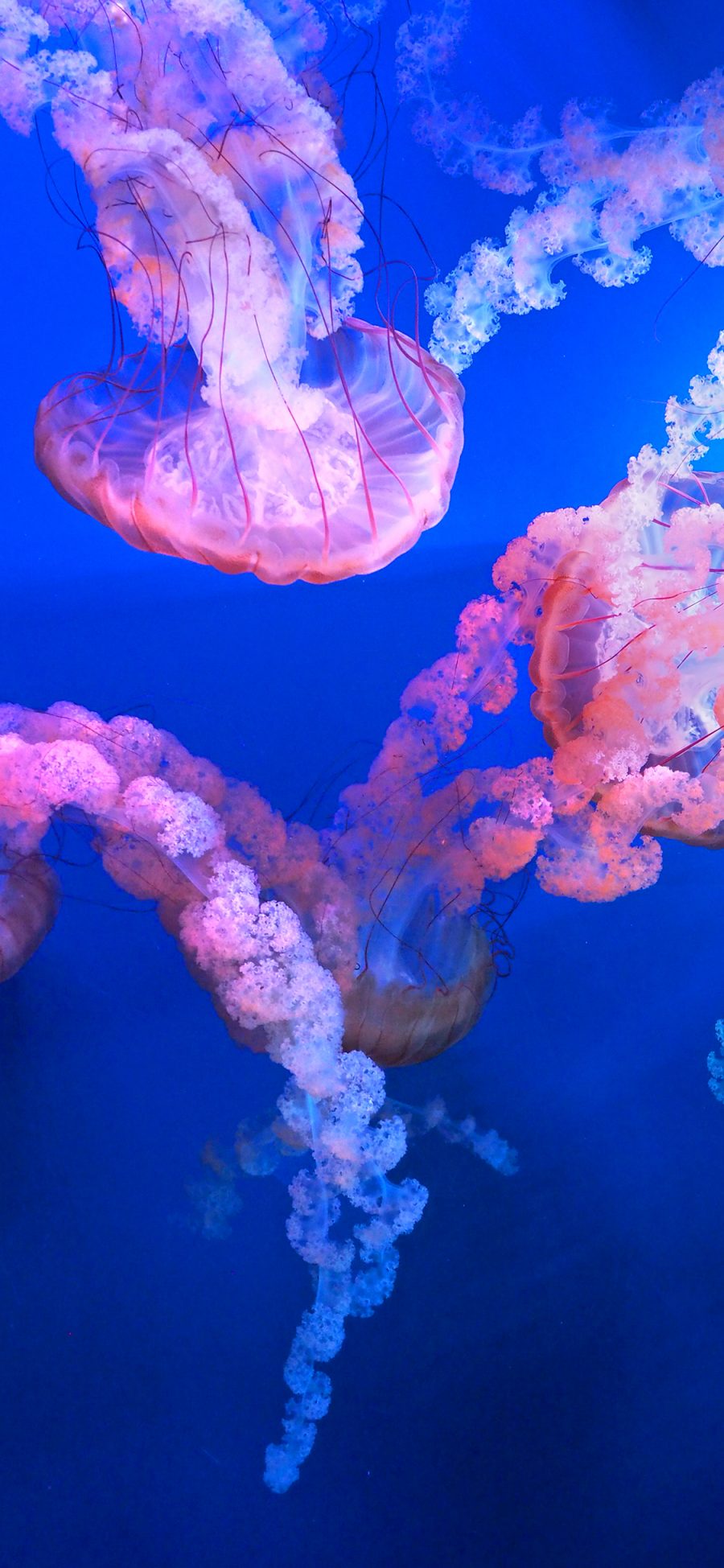 [2436×1125]水母 海洋生物 蓝色 透明 游动 苹果手机壁纸图片