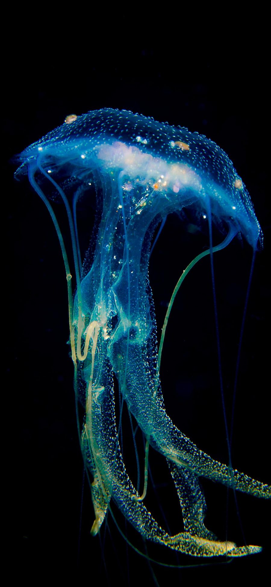 [2436×1125]水母 海洋生物 蓝色 透明 游动 发光 苹果手机壁纸图片