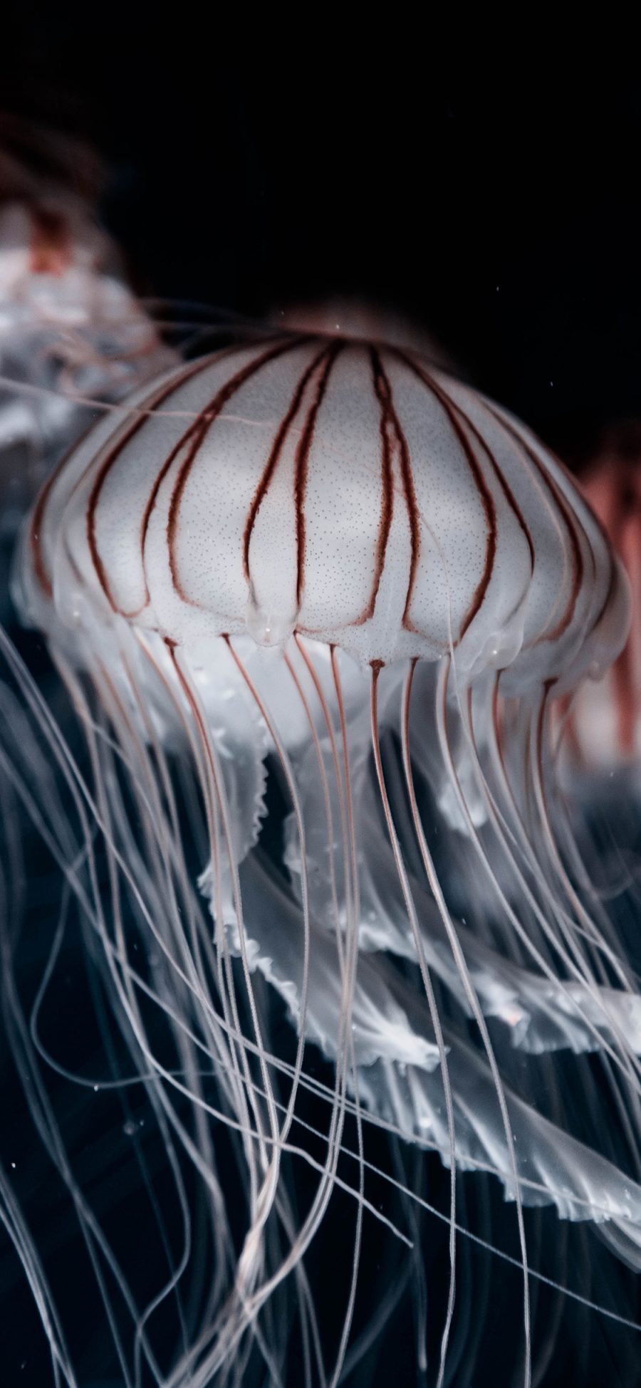 [2436×1125]水母 海洋生物 蓝色 透明 游动 触须 苹果手机壁纸图片