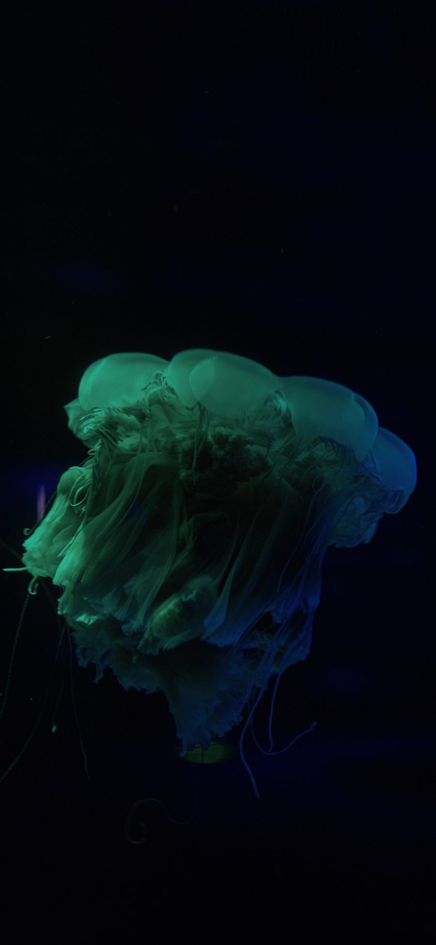 [2436×1125]水母 海洋生物 蓝色 透明 游动 黑色 苹果手机壁纸图片