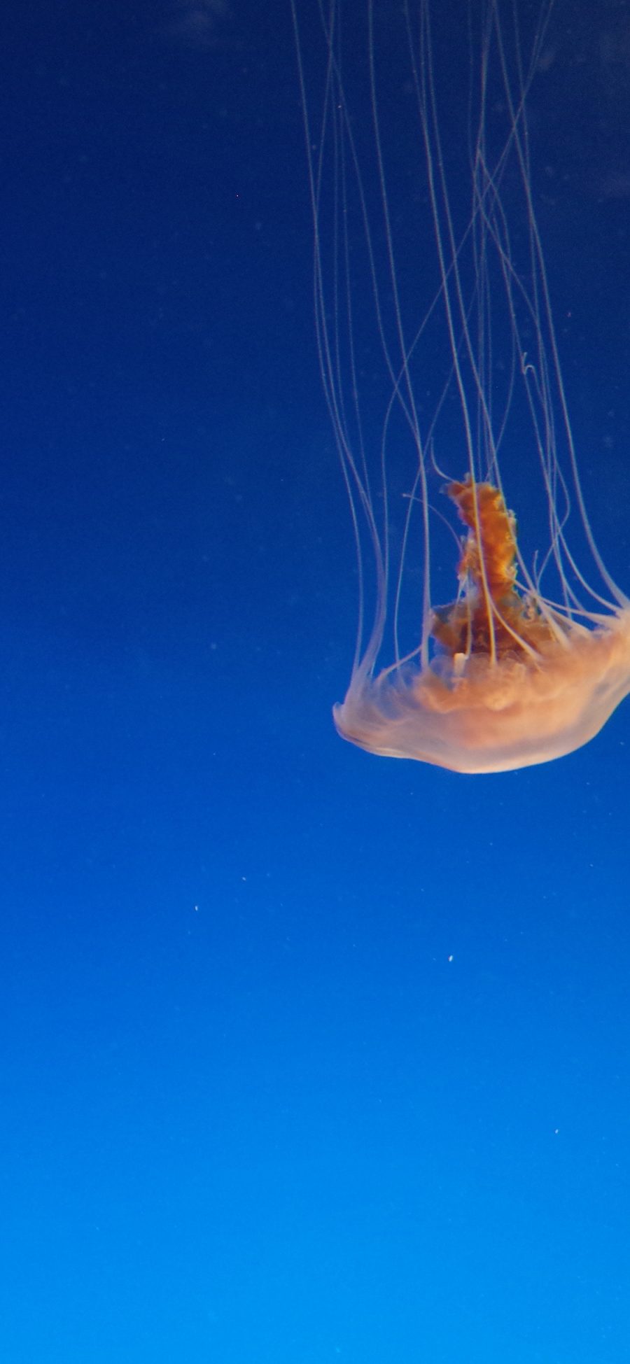 [2436×1125]水母 海洋生物 蔚蓝大海 漂浮 苹果手机壁纸图片