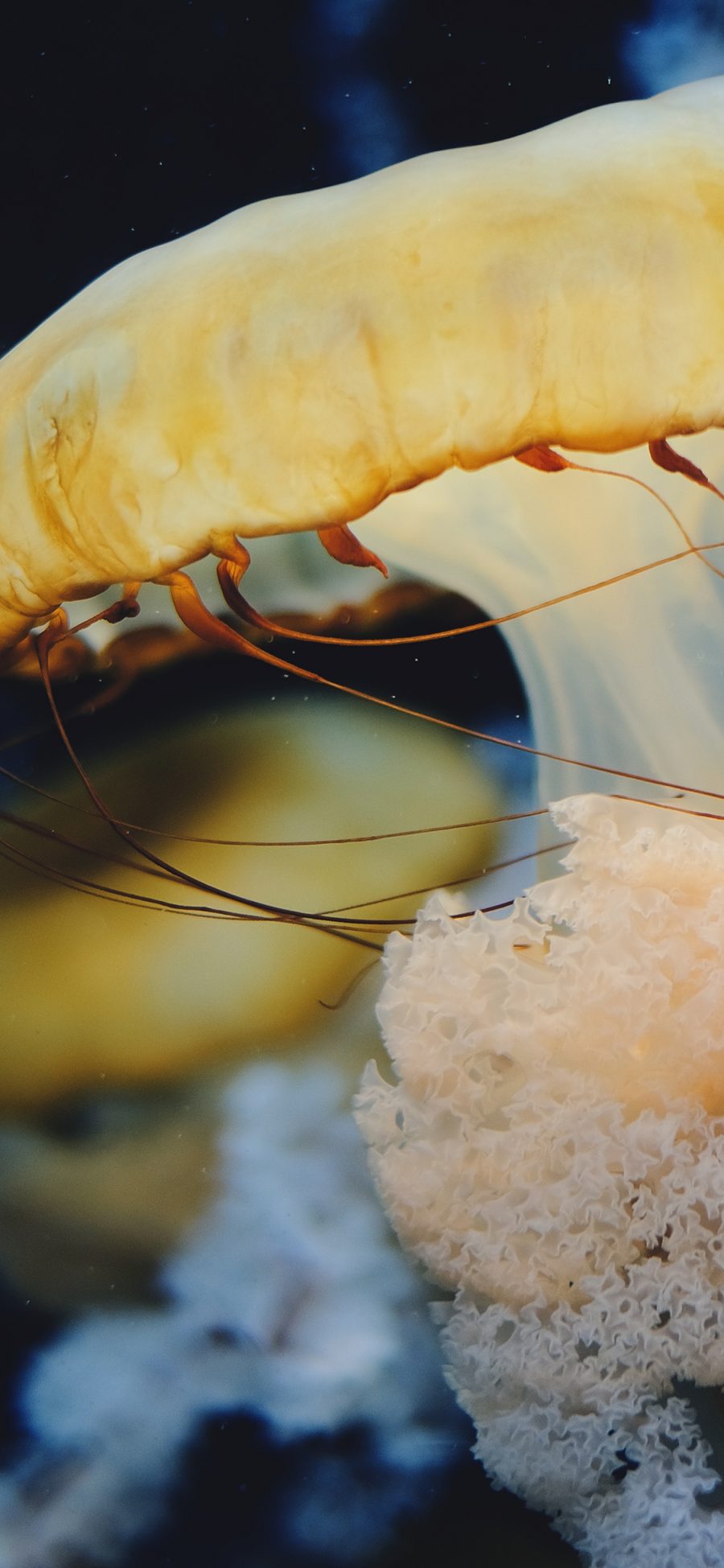 [2436×1125]水母 海洋生物 触手 浮游 软体 苹果手机壁纸图片