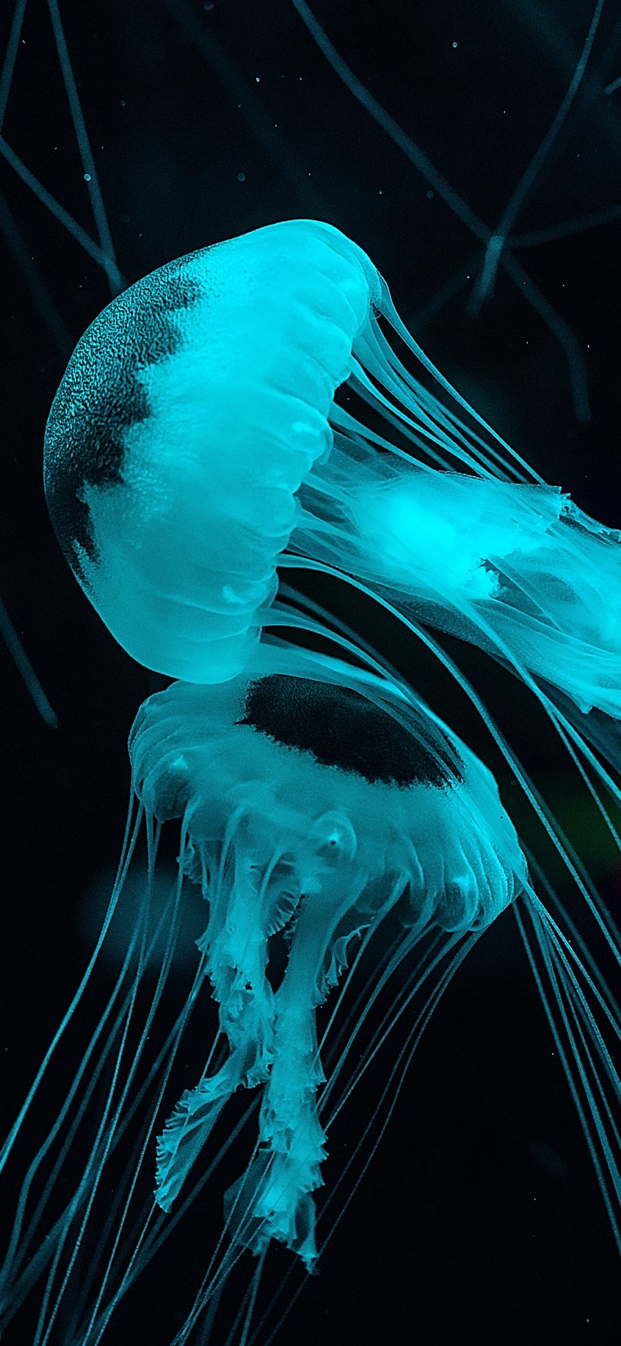 [2436×1125]水母 海洋生物 触手 蓝光 浮游 苹果手机壁纸图片