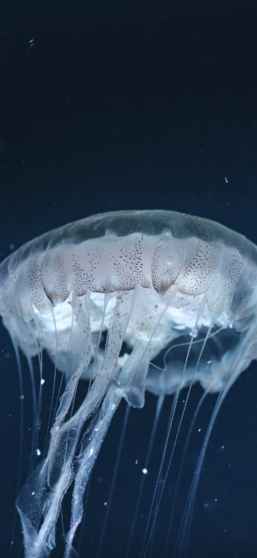 [2436×1125]水母 海洋生物 透明 苹果手机壁纸图片