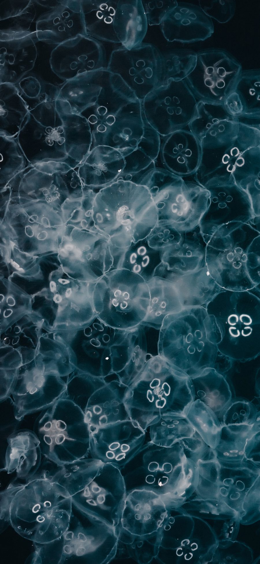 [2436×1125]水母 海洋生物 透明 密集 苹果手机壁纸图片