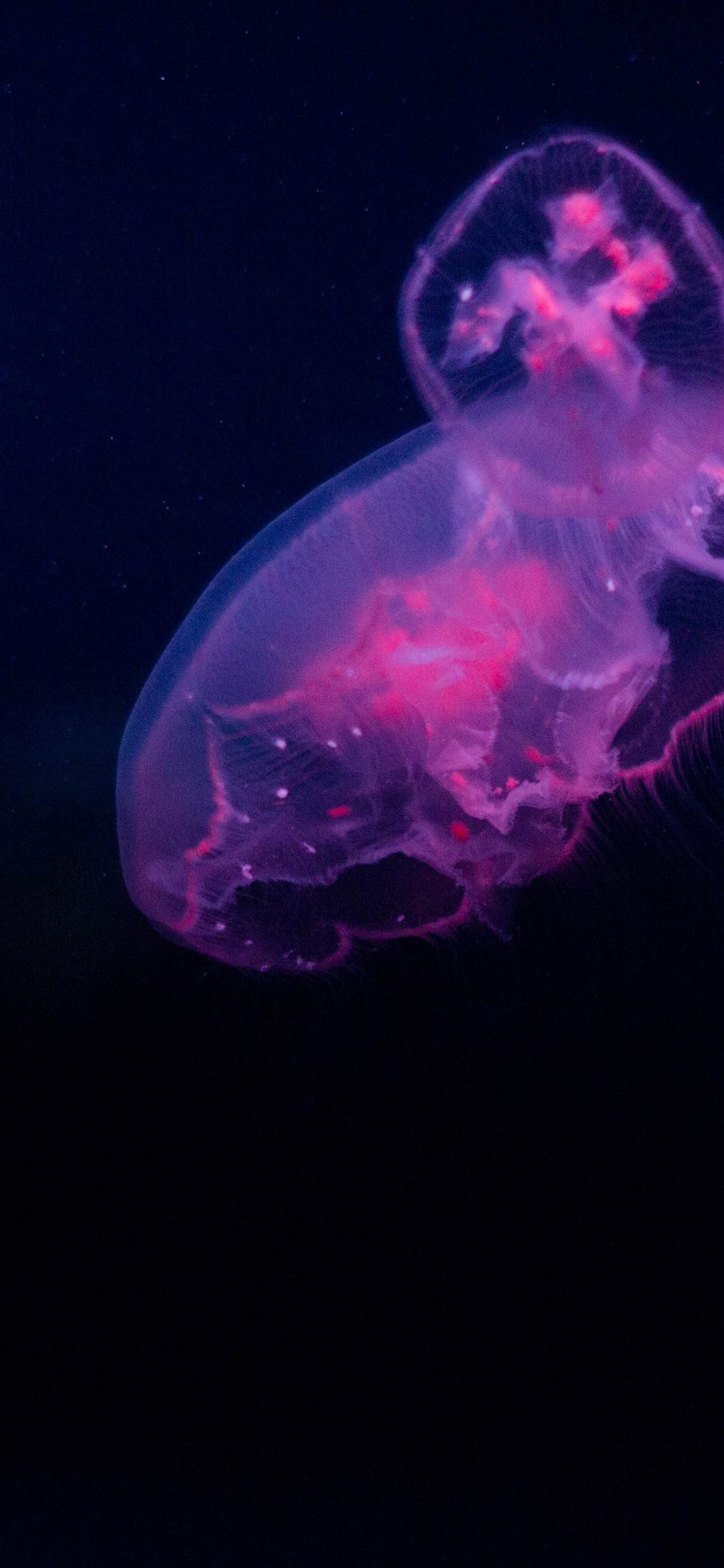 [2436×1125]水母 海洋生物 透明 浮游 苹果手机壁纸图片