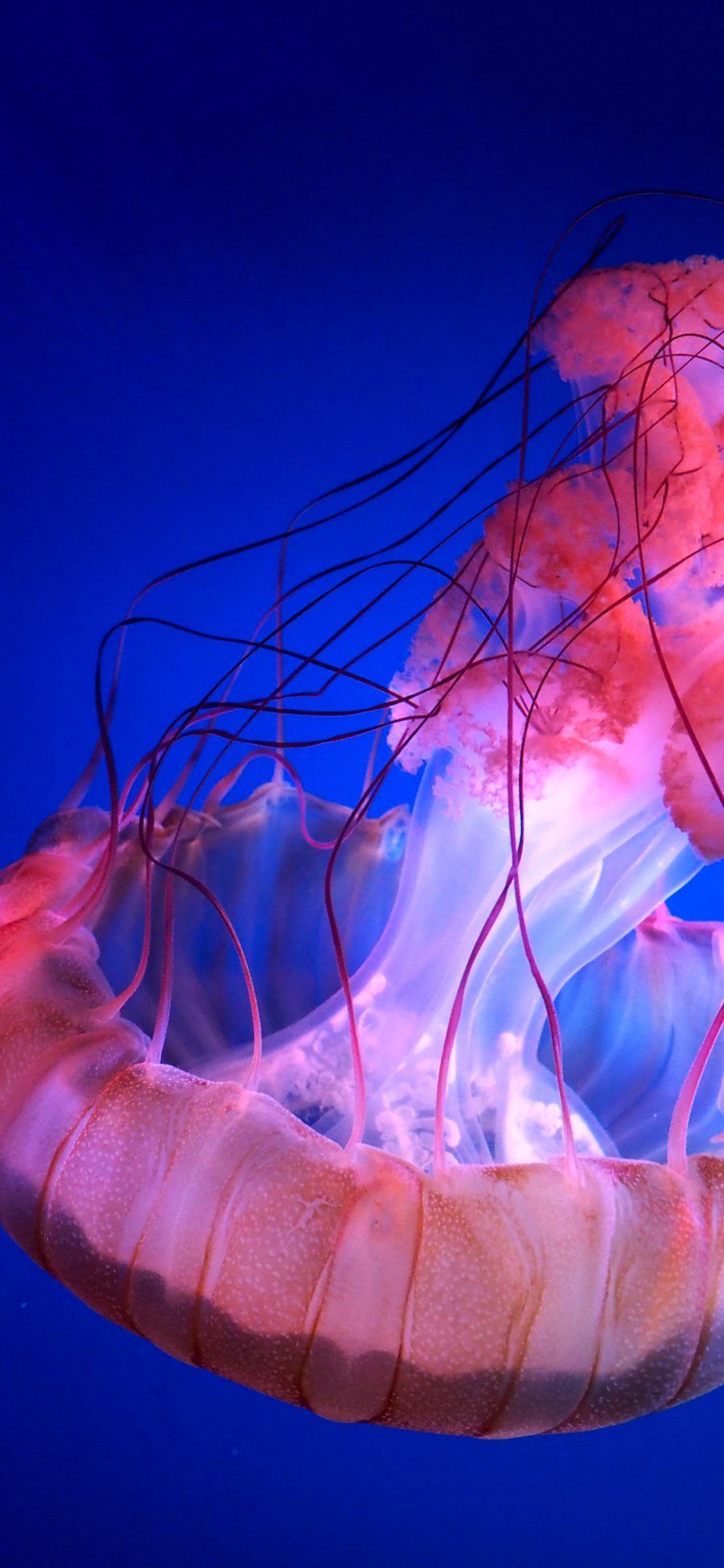[2436×1125]水母 海洋生物 透明 游动 苹果手机壁纸图片