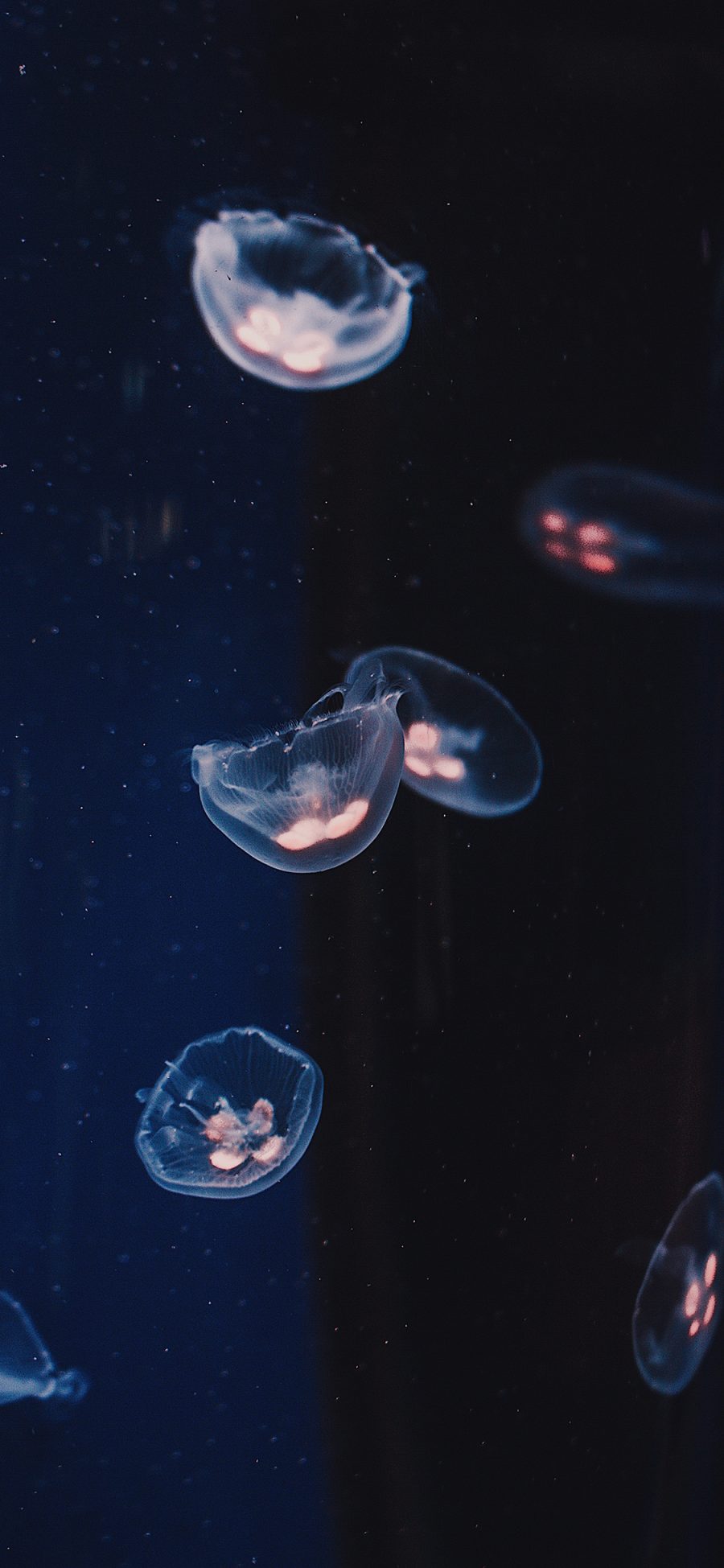 [2436×1125]水母 海洋生物 透明 游动 蓝色 苹果手机壁纸图片