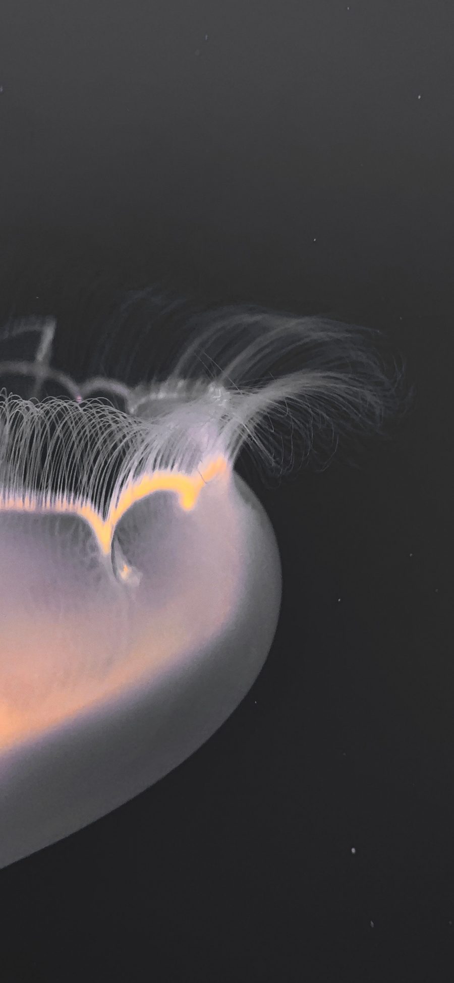 [2436×1125]水母 海洋生物 透明 独有 苹果手机壁纸图片