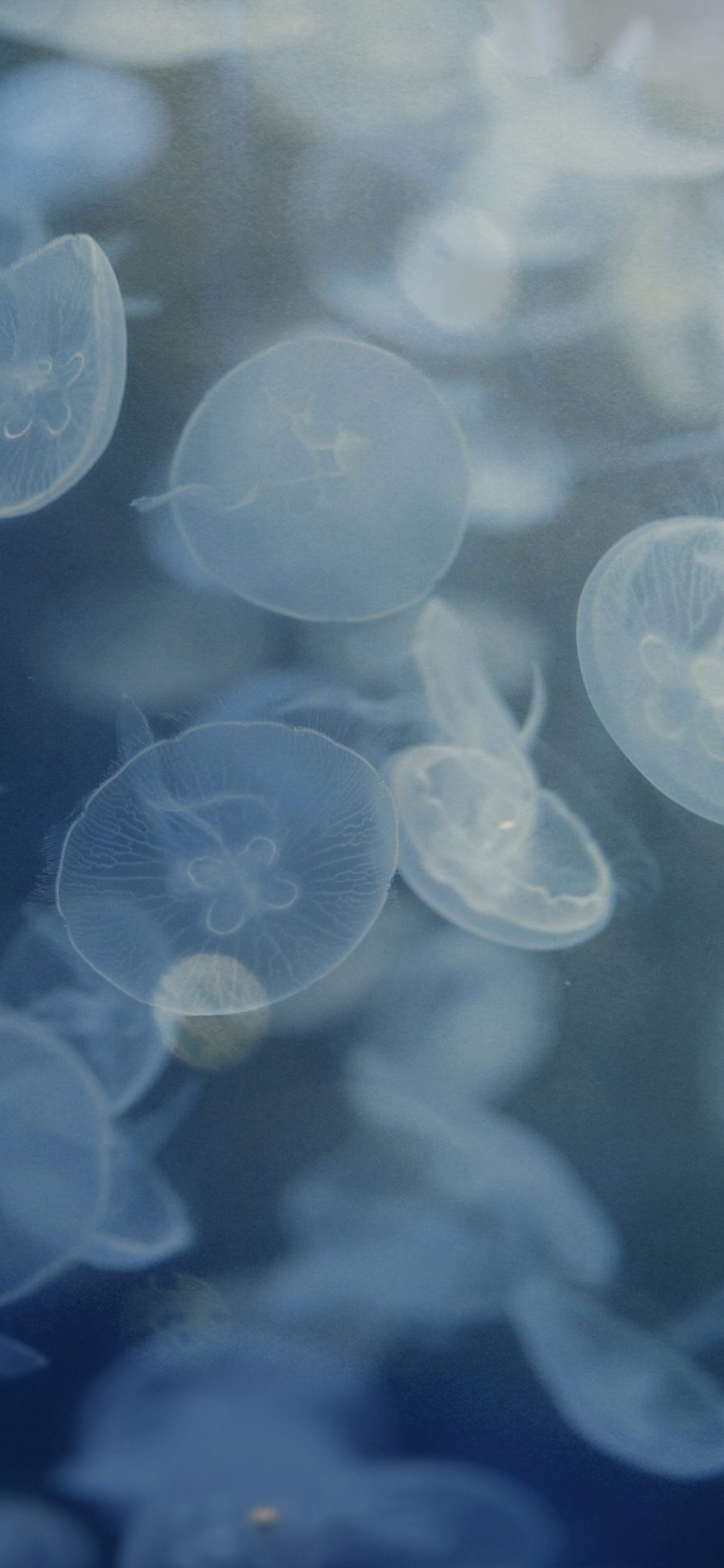 [2436×1125]水母 海洋生物 透明 蓝色 苹果手机壁纸图片