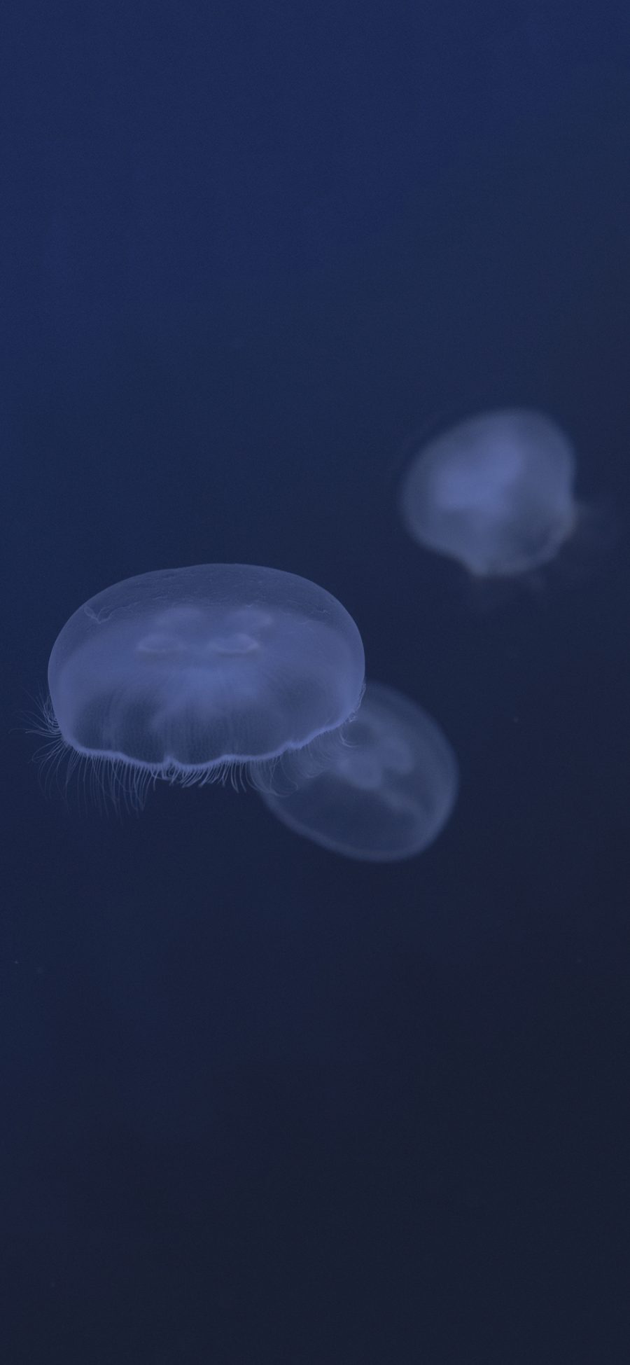 [2436×1125]水母 海洋生物 透明 蓝色 触须 苹果手机壁纸图片