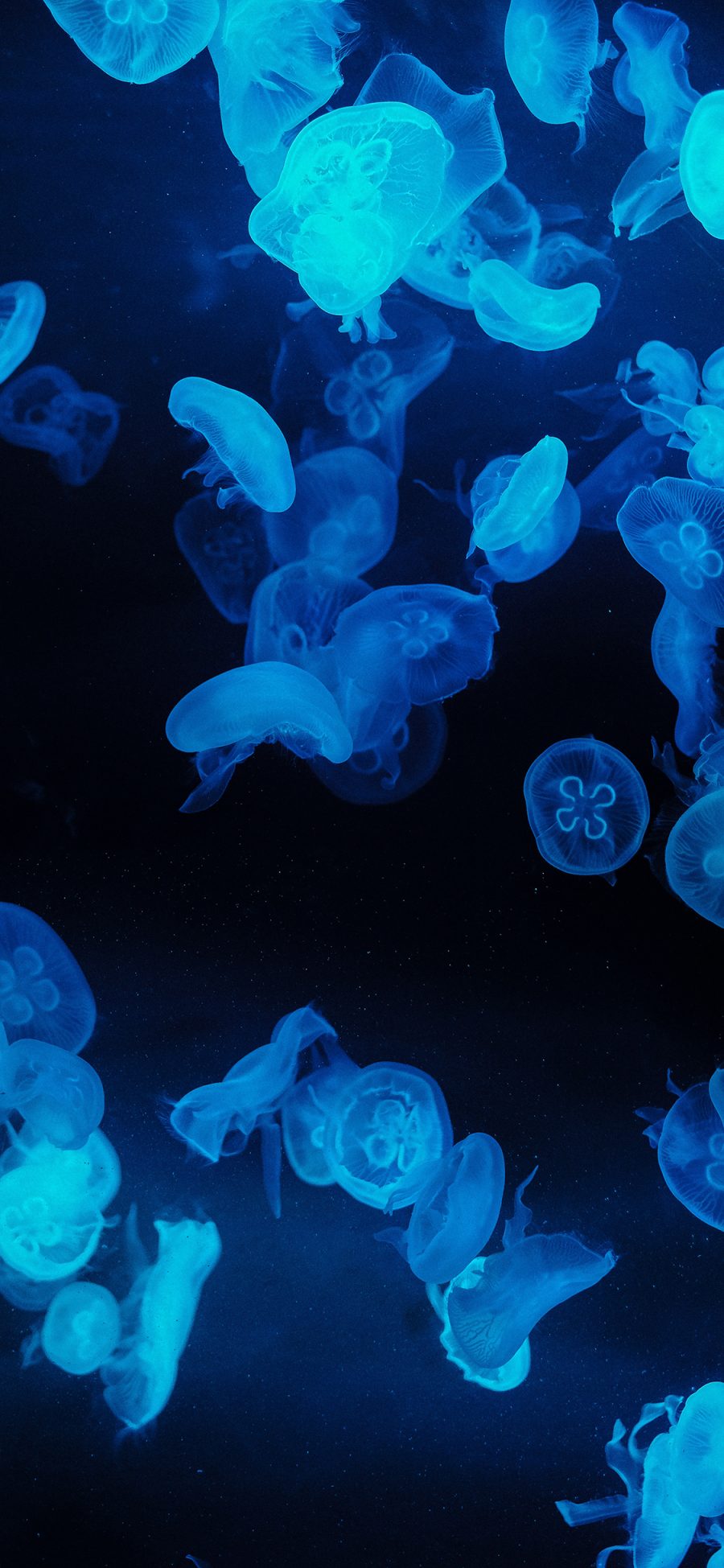 [2436×1125]水母 海洋生物 透明 黑暗 苹果手机壁纸图片