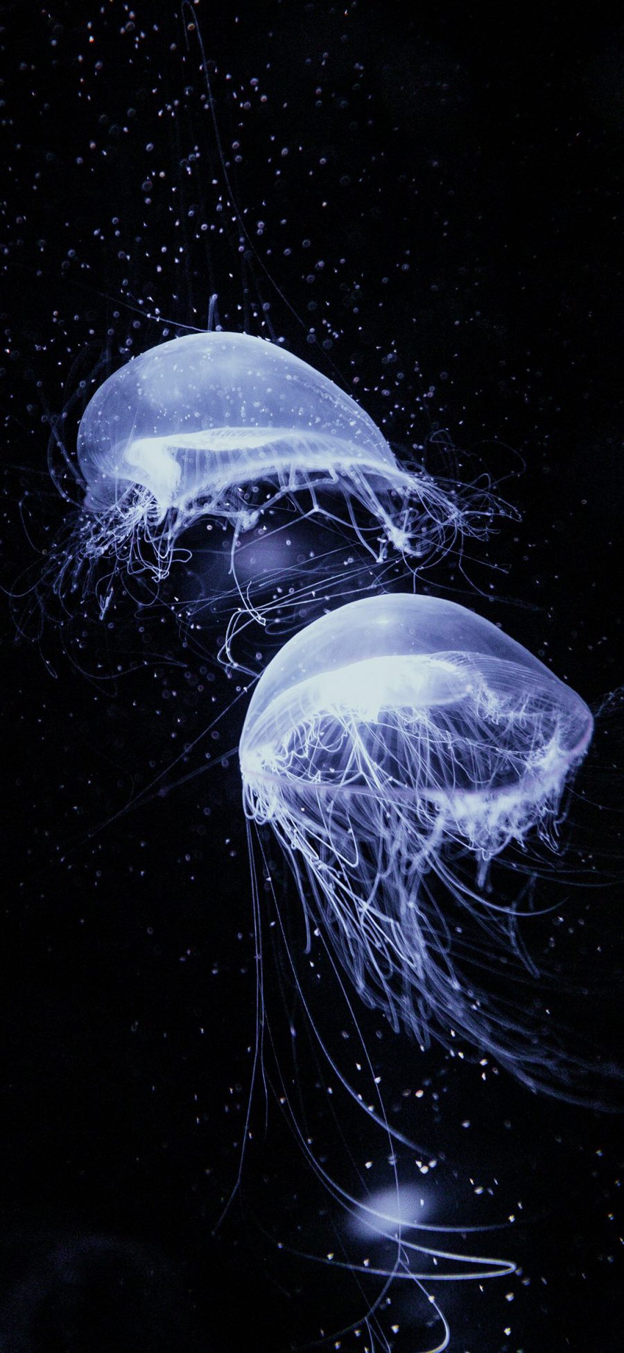 [2436×1125]水母 海洋生物 透明 黑暗 游动 苹果手机壁纸图片