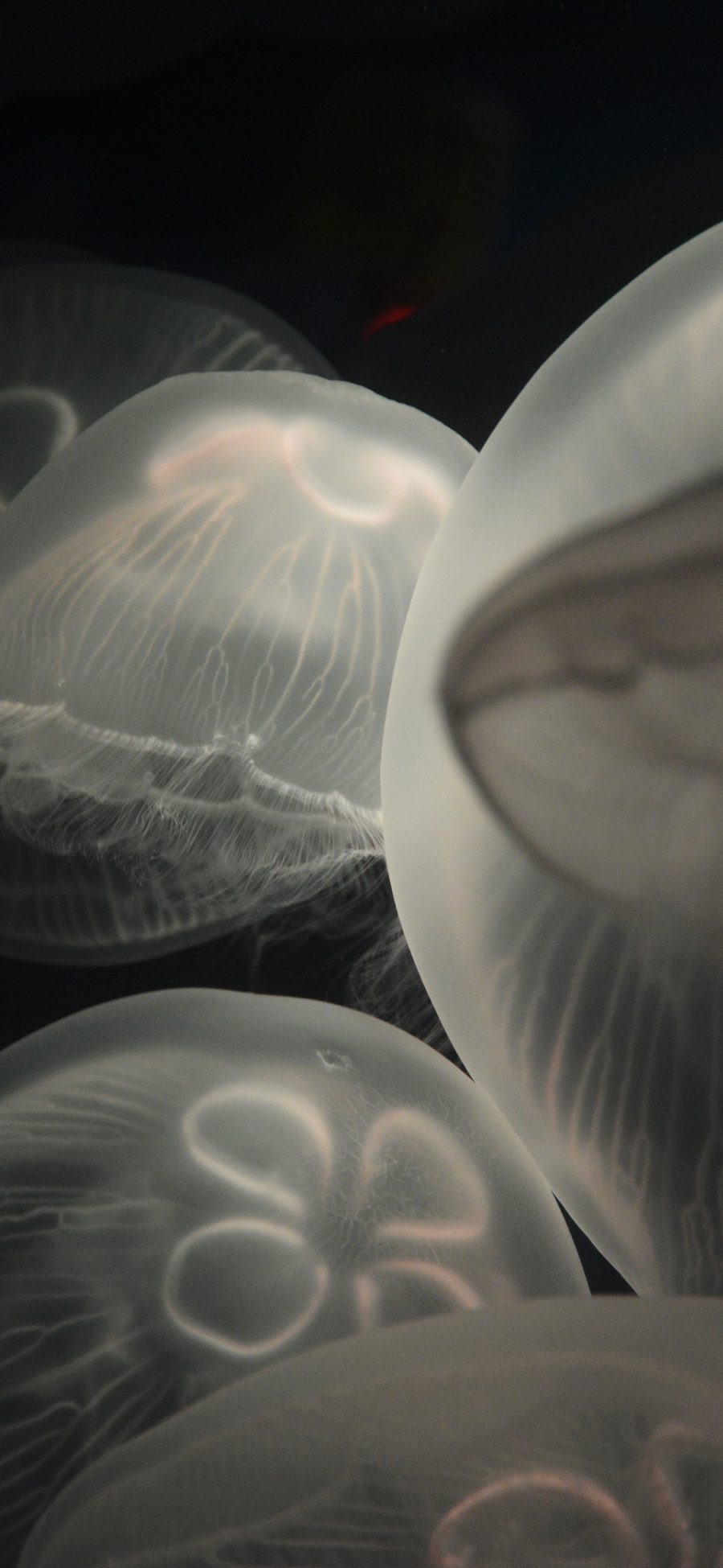 [2436×1125]水母 海洋生物 黑暗 游动 透明 苹果手机壁纸图片