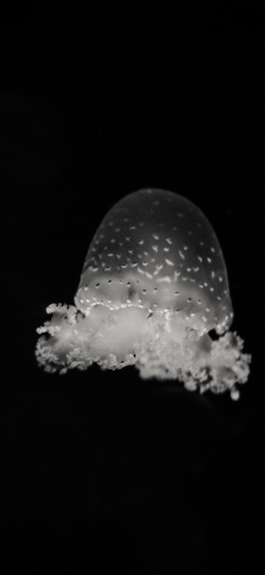 [2436×1125]水母 海洋生物 黑白 海底 苹果手机壁纸图片