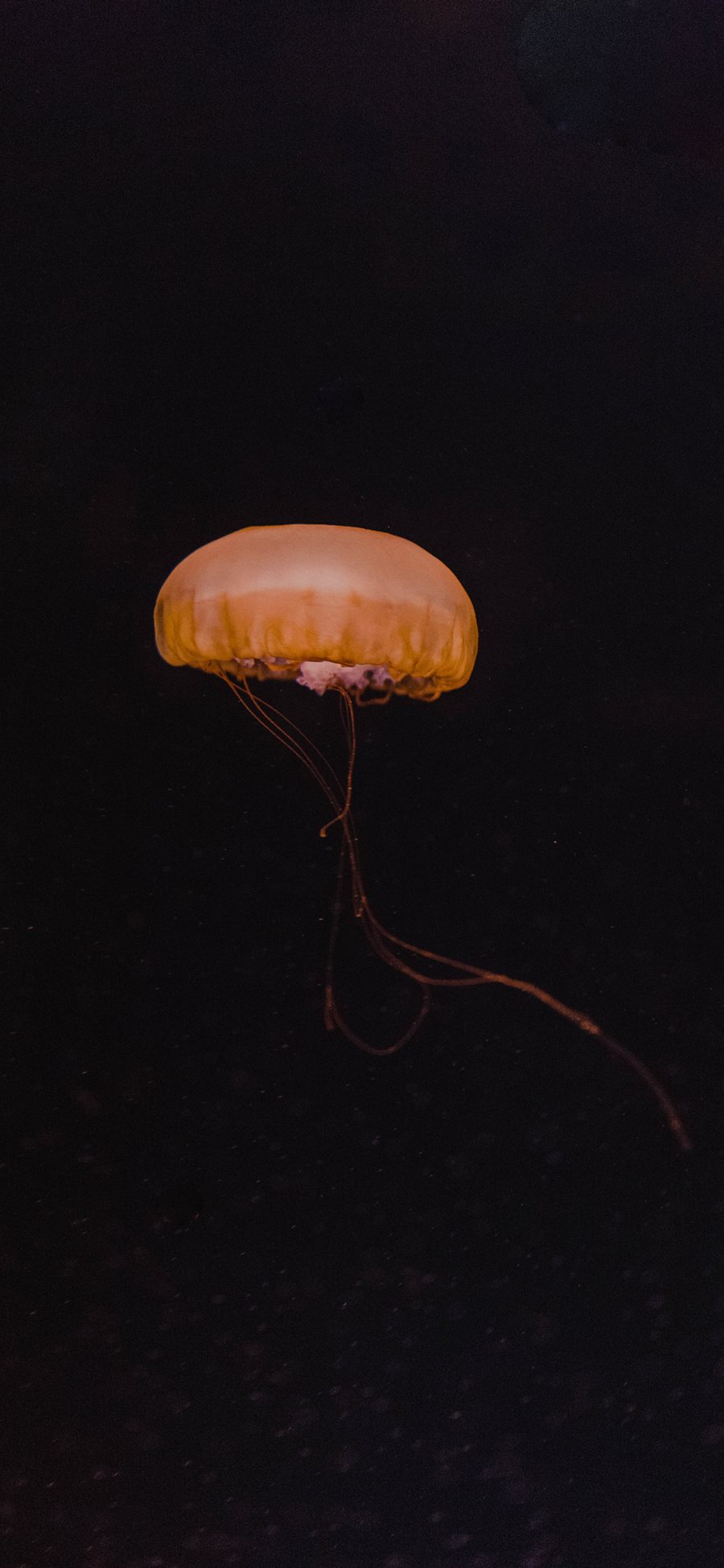 [2436×1125]水母 海洋生物 黑色 游动 苹果手机壁纸图片
