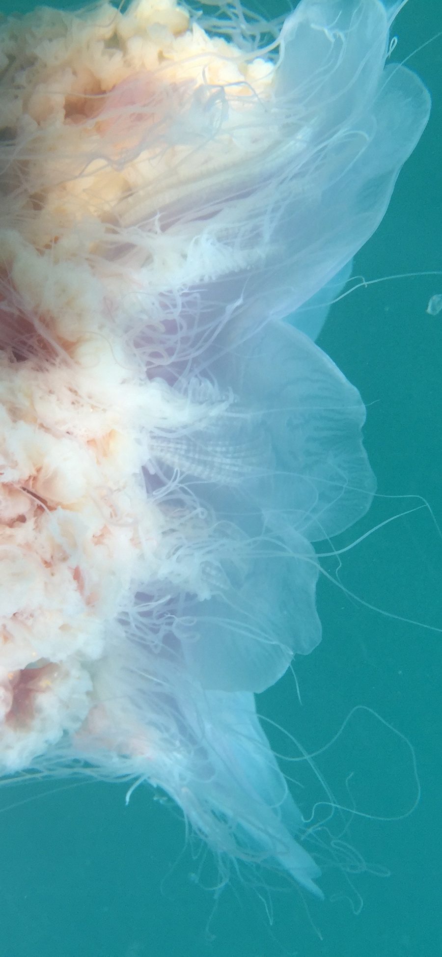 [2436×1125]水母 海蜇 海水 苹果手机壁纸图片