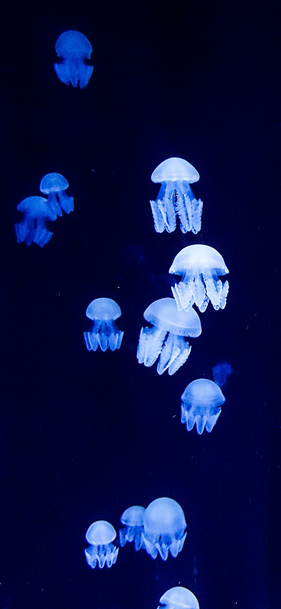 [2436×1125]水母 海蜇 海洋生物 群体 苹果手机壁纸图片