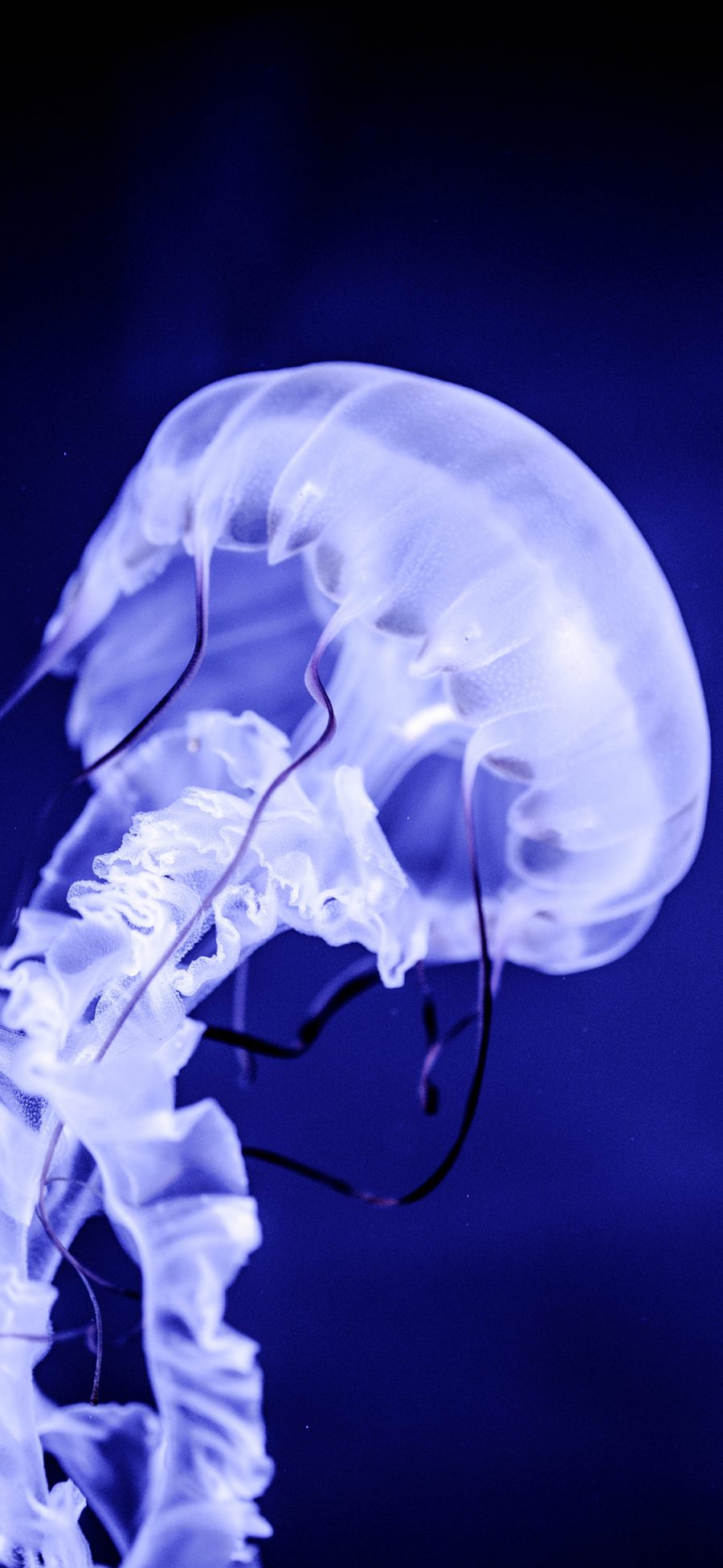 [2436×1125]水母 海蜇 海洋生物 运动 苹果手机壁纸图片