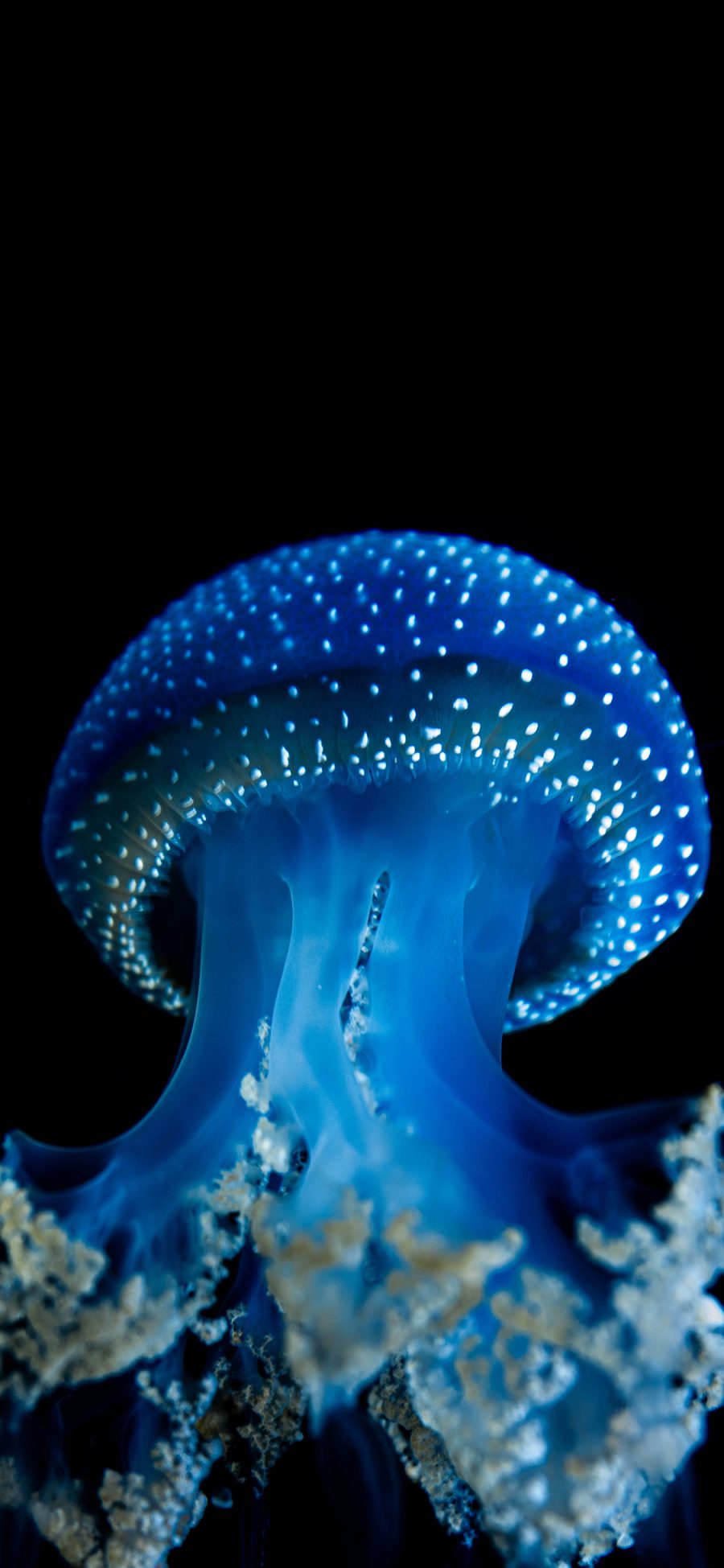 [2436×1125]水母 海蜇 深海生物 斑点 苹果手机壁纸图片