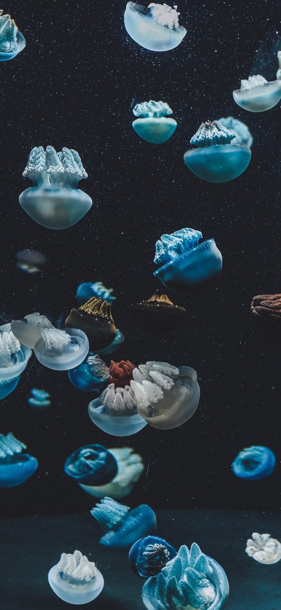[2436×1125]水母 游动 密集 海洋生物 苹果手机壁纸图片