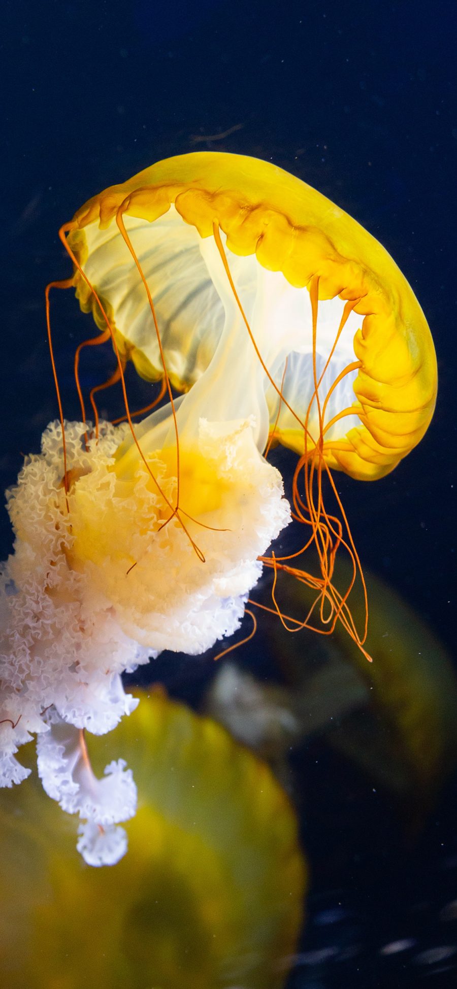 [2436×1125]水母 游动 海洋生物 透明 苹果手机壁纸图片