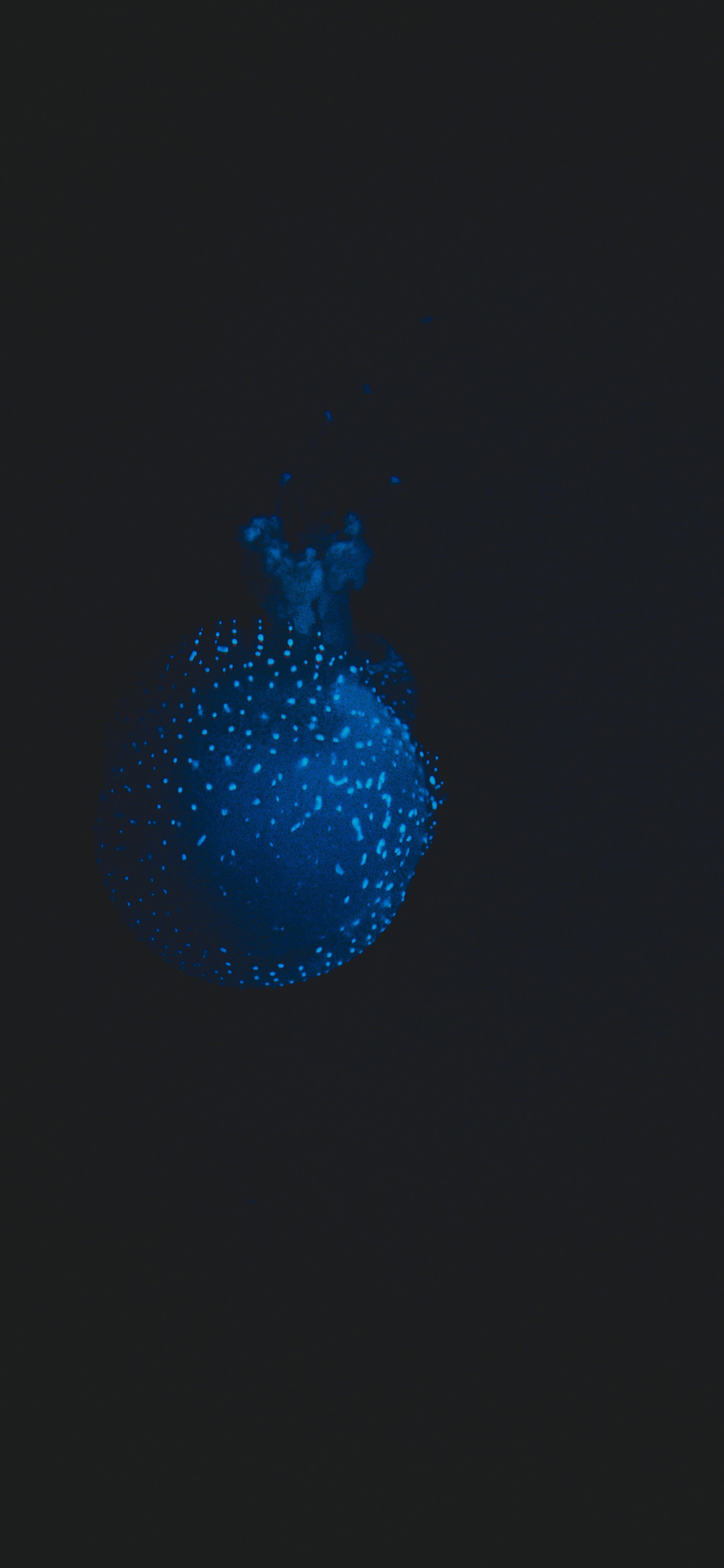 [2436×1125]水母 漂浮 海洋生物 海底 蓝 苹果手机壁纸图片