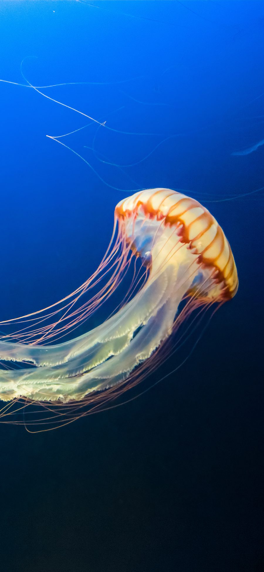 [2436×1125]水母 漂浮 海里 海洋生物 苹果手机壁纸图片