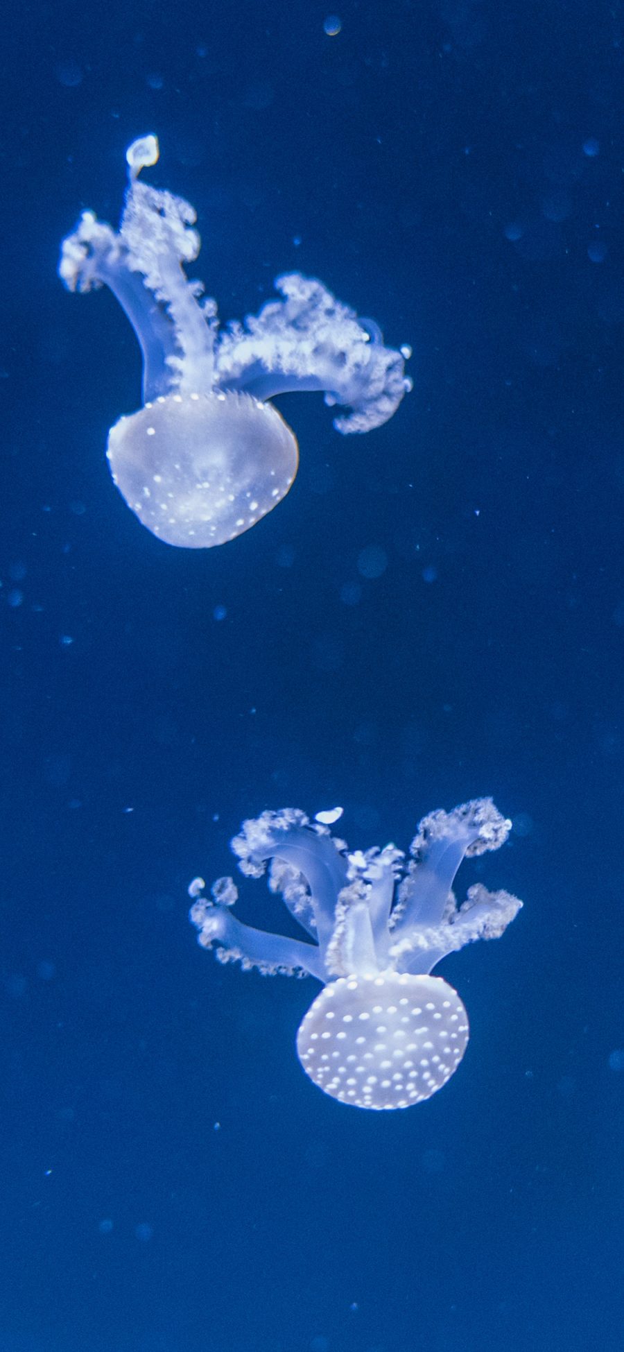 [2436×1125]水母 漂浮 蓝海 海洋生物 苹果手机壁纸图片