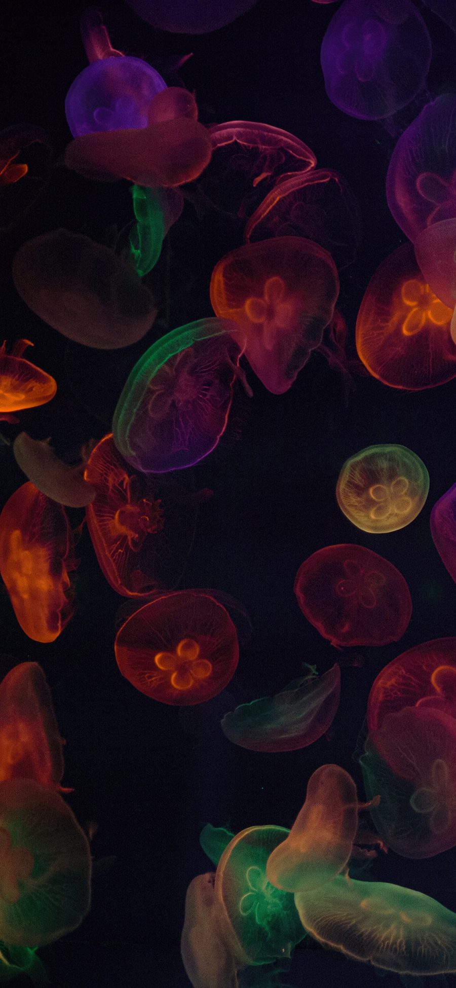 [2436×1125]水母 灯光 透明 密集 苹果手机壁纸图片