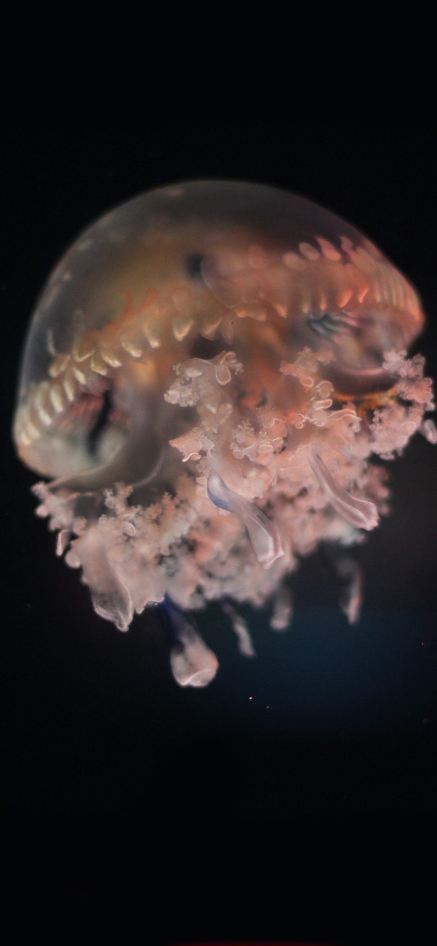 [2436×1125]水母 特写 海底 海洋生物 苹果手机壁纸图片