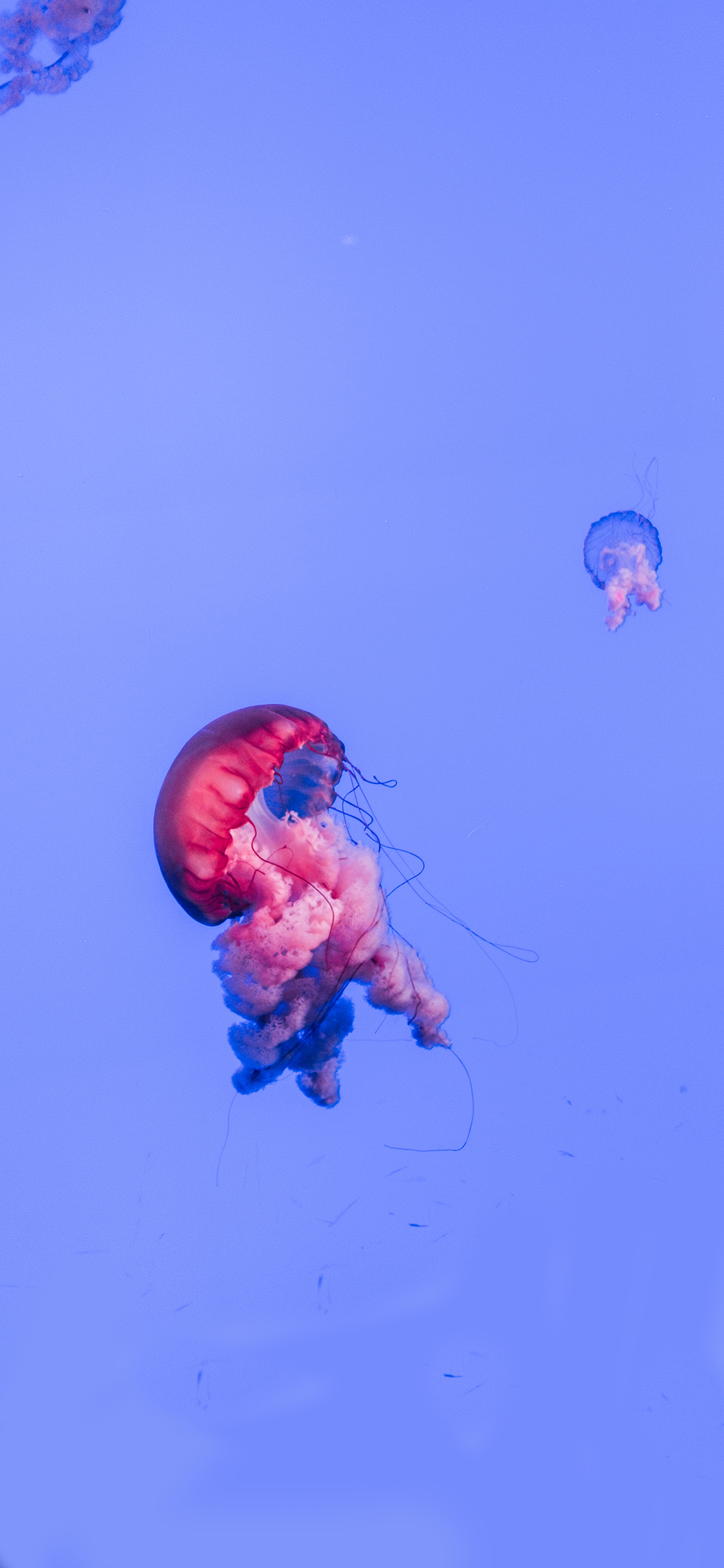 [2436×1125]水母 生物 浮游 透明 苹果手机壁纸图片