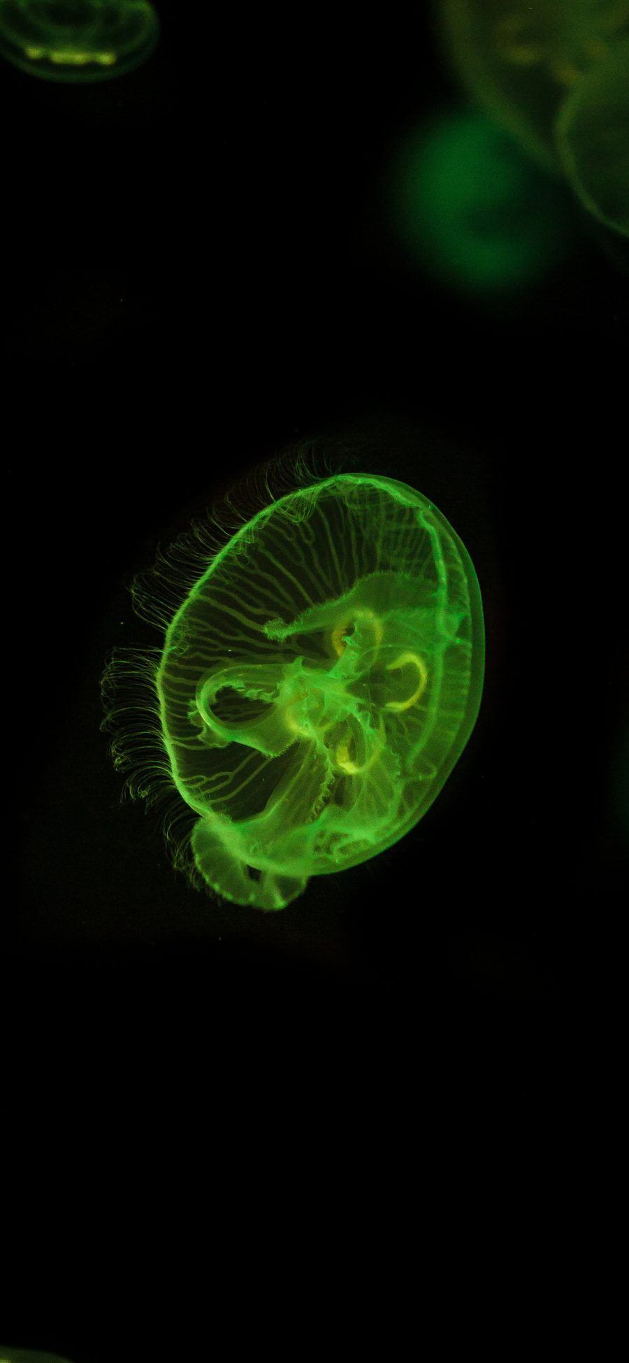 [2436×1125]水母 绿色 透明 海洋生物 苹果手机壁纸图片