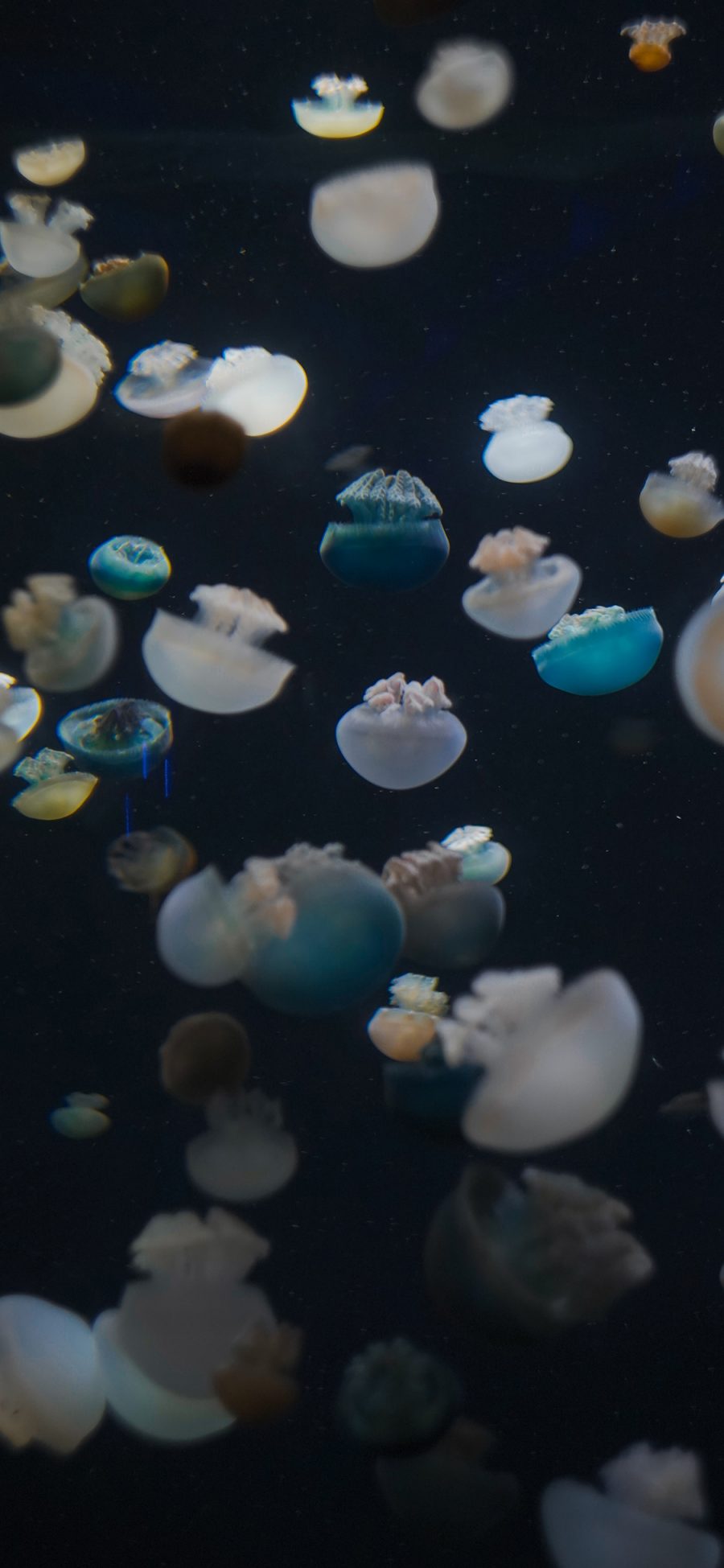 [2436×1125]水母 群体 浮游 触手 苹果手机壁纸图片
