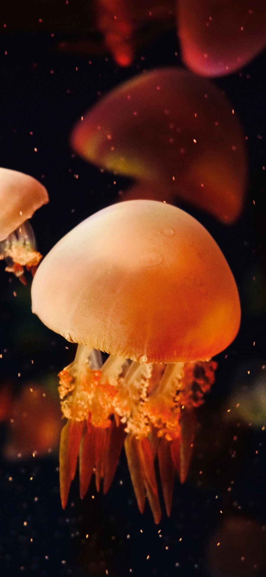 [2436×1125]水母 色彩 触手 海蜇 苹果手机壁纸图片