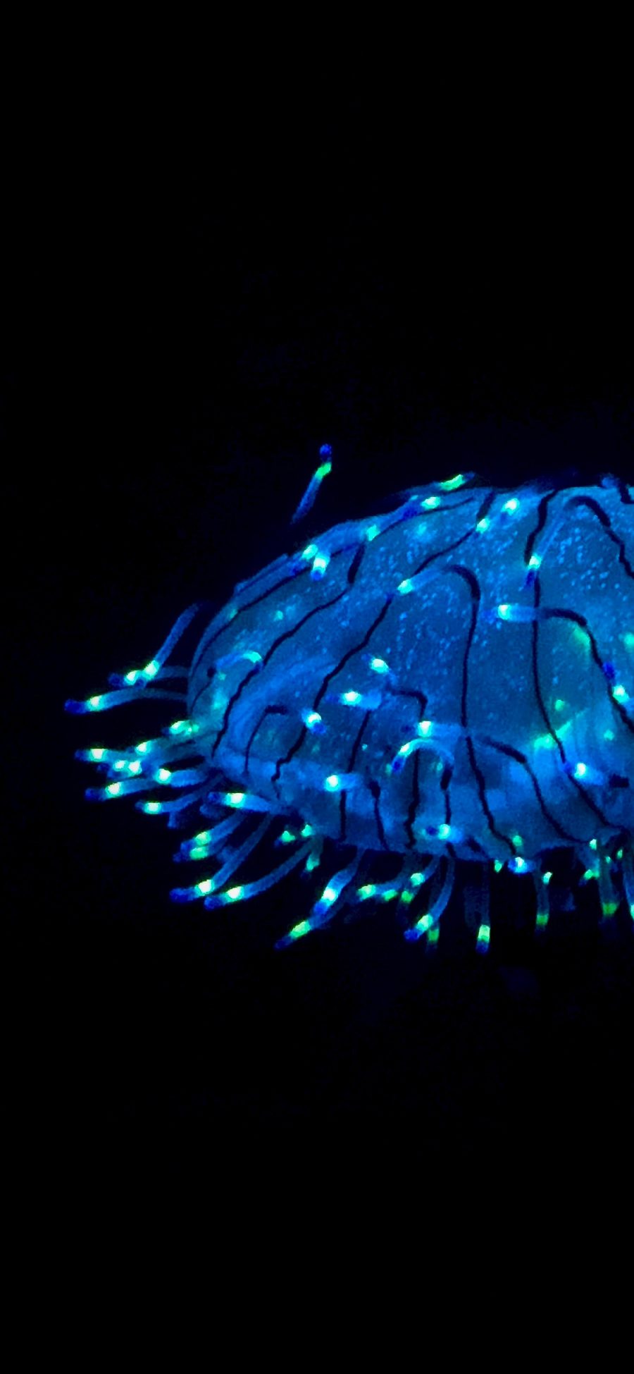 [2436×1125]水母 荧光 浮游 海洋生物 苹果手机壁纸图片