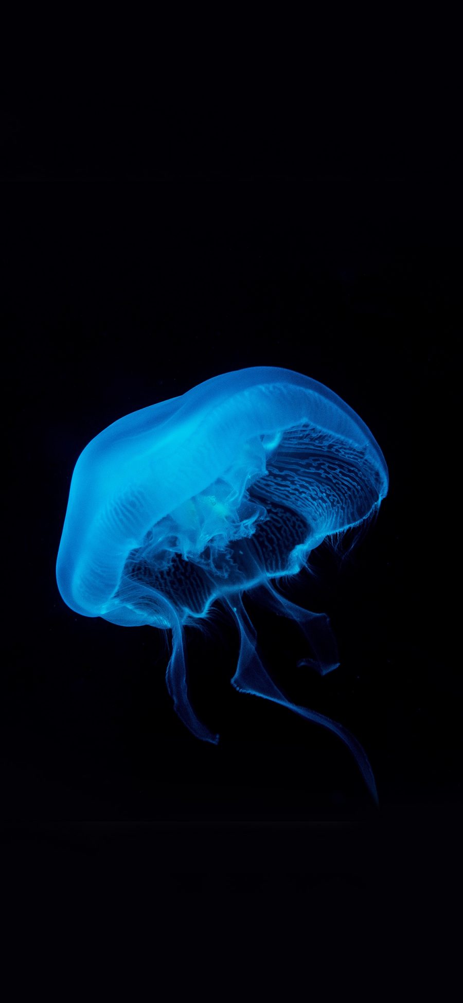 [2436×1125]水母 荧光 海洋生物 苹果手机壁纸图片