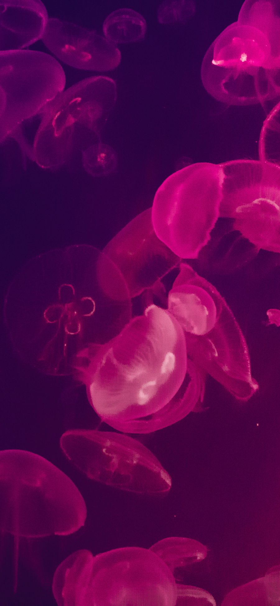 [2436×1125]水母 荧光 海洋生物 浮游 苹果手机壁纸图片