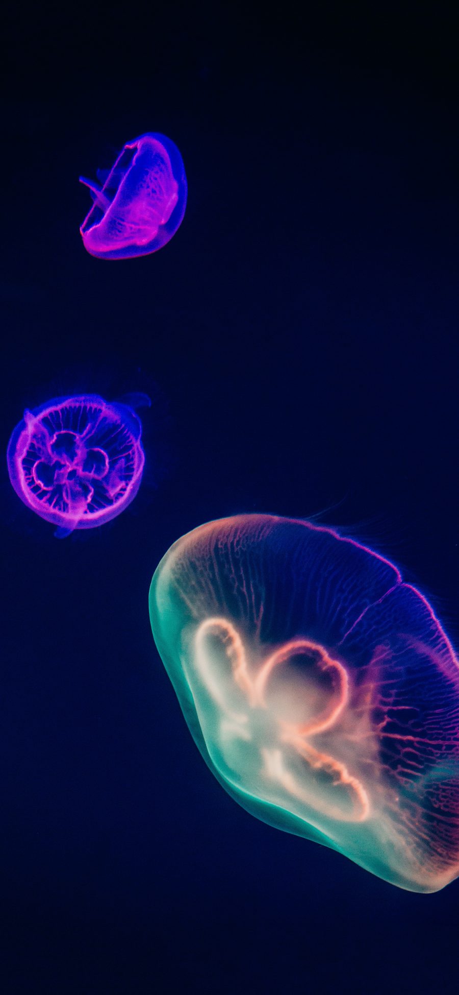 [2436×1125]水母 荧光 观赏性 浮游 苹果手机壁纸图片