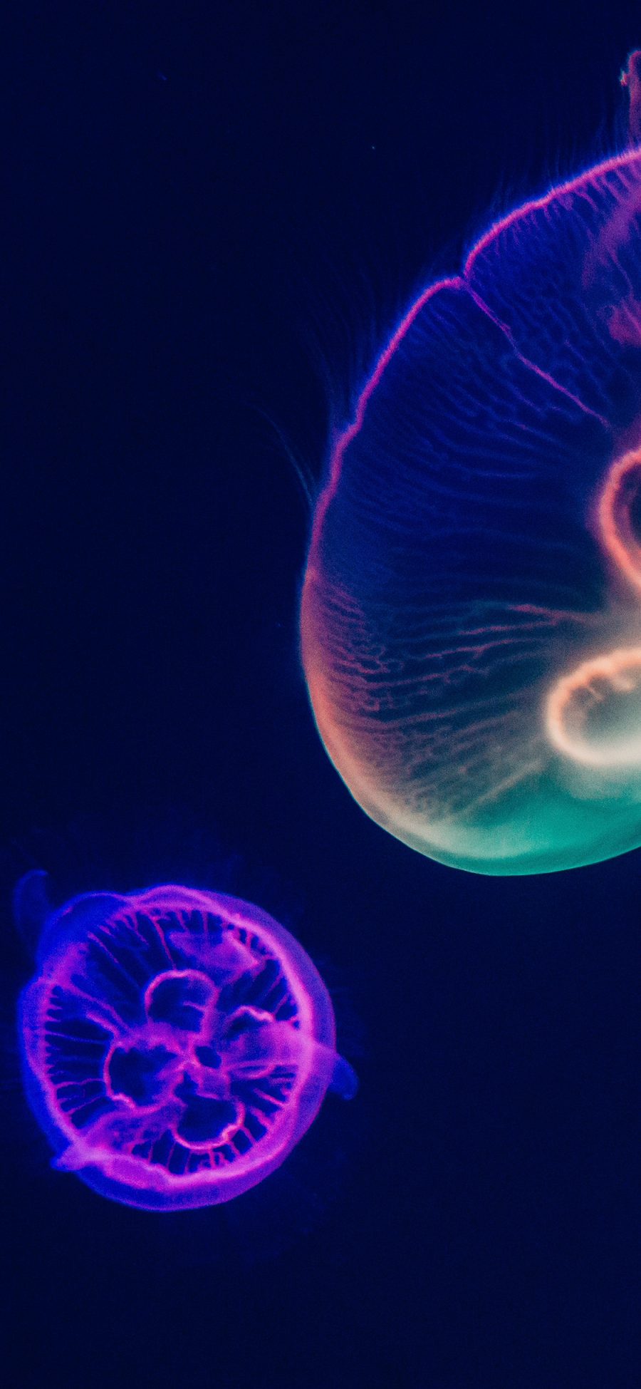 [2436×1125]水母 荧光 观赏性 浮游 海洋生物 苹果手机壁纸图片