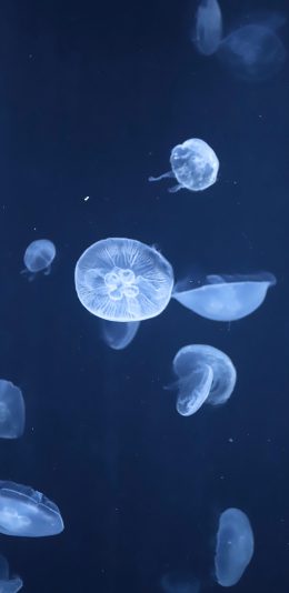 [2436x1125]水母 蓝色 海洋生物 游动 透明 苹果手机壁纸图片