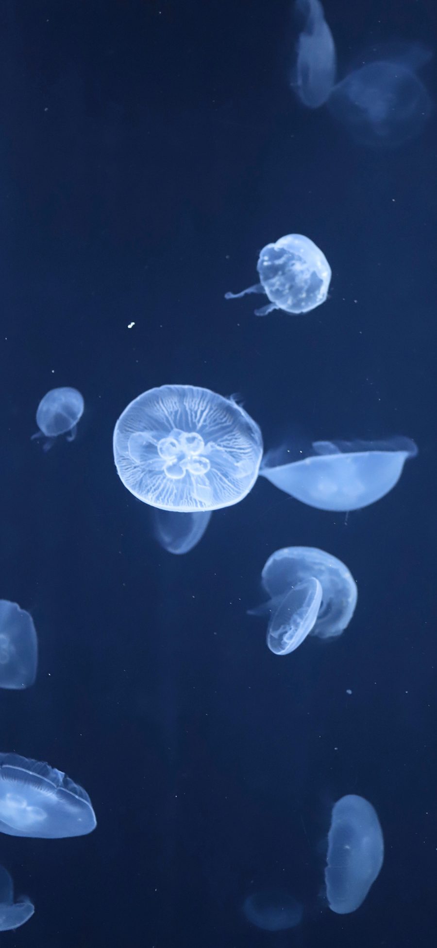[2436×1125]水母 蓝色 海洋生物 游动 透明 苹果手机壁纸图片