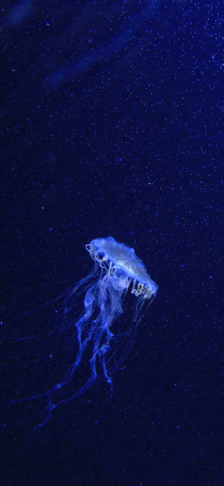 [2436×1125]水母 蓝色 深海 海洋生物 游动 苹果手机壁纸图片