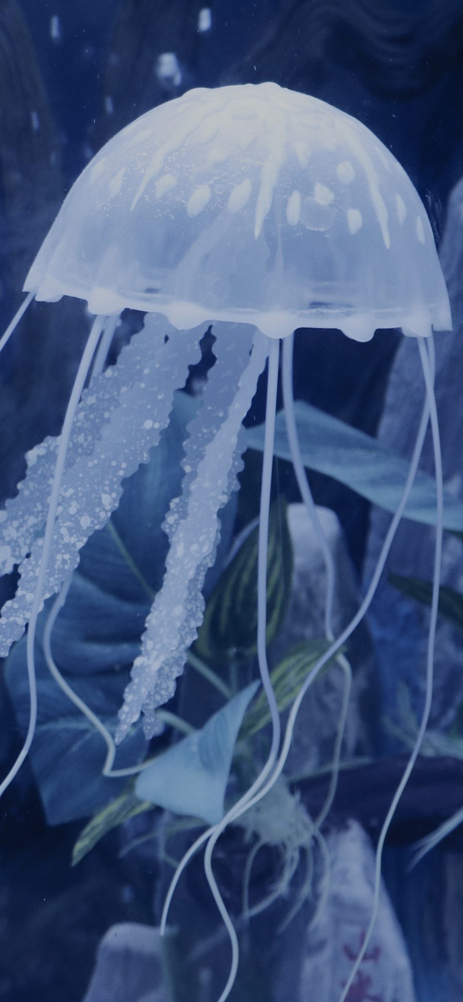 [2436×1125]水母 蓝色 游动 海洋生物 透明 苹果手机壁纸图片