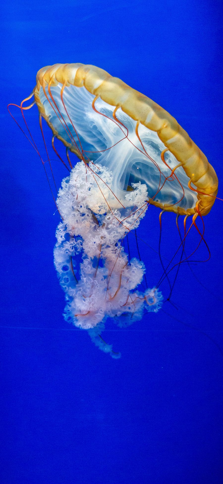 [2436×1125]水母 蔚蓝 浮游 触手 苹果手机壁纸图片