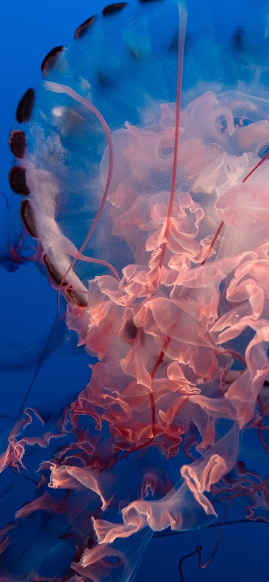 [2436×1125]水母 触手  软体 海洋生物 苹果手机壁纸图片