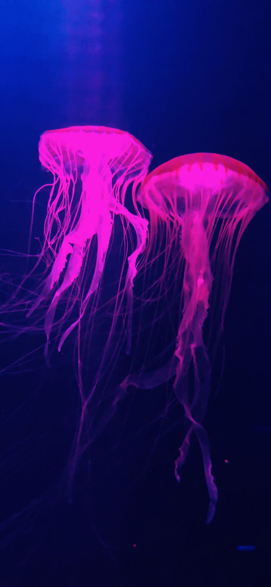 [2436×1125]水母 触手 成对 海洋生物 苹果手机壁纸图片