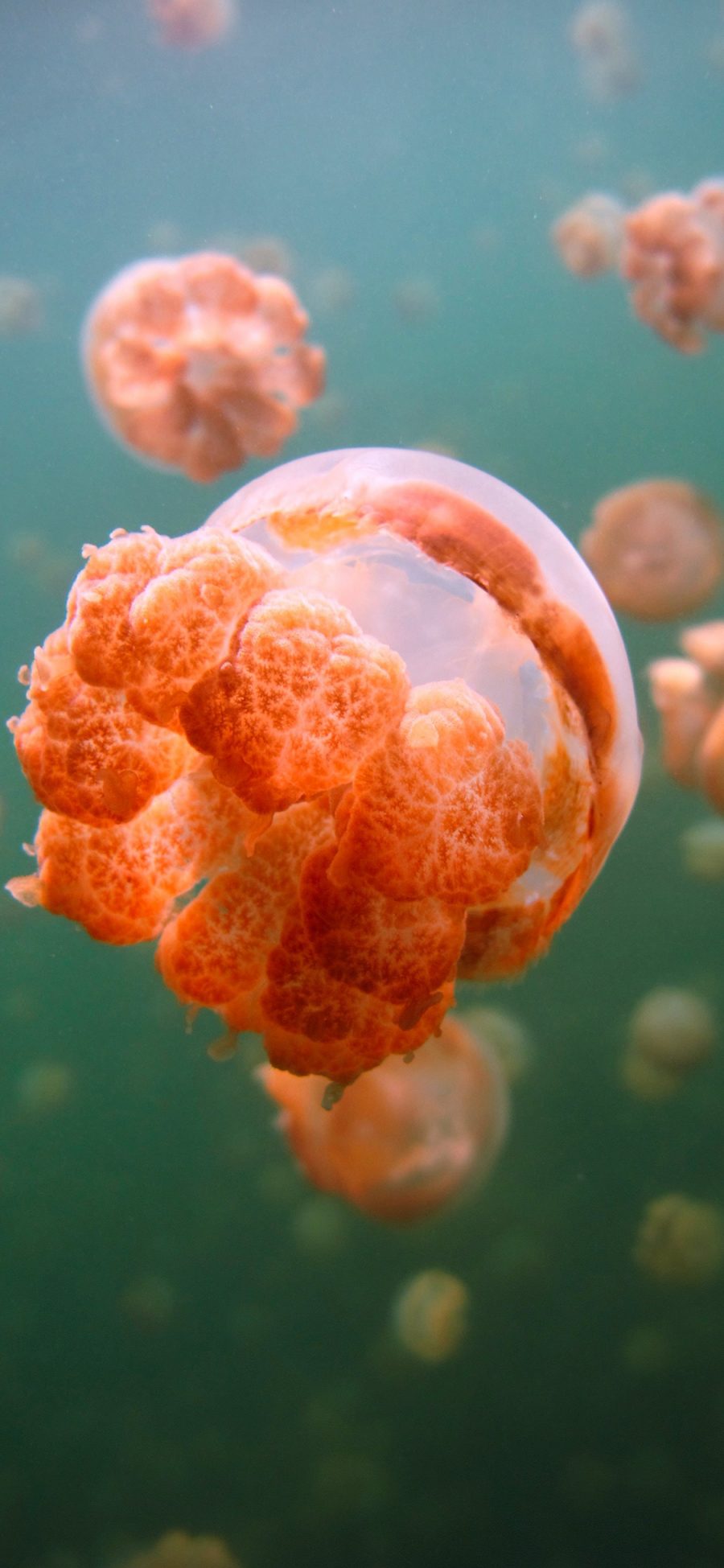 [2436×1125]水母 触手 浮游 群居 苹果手机壁纸图片