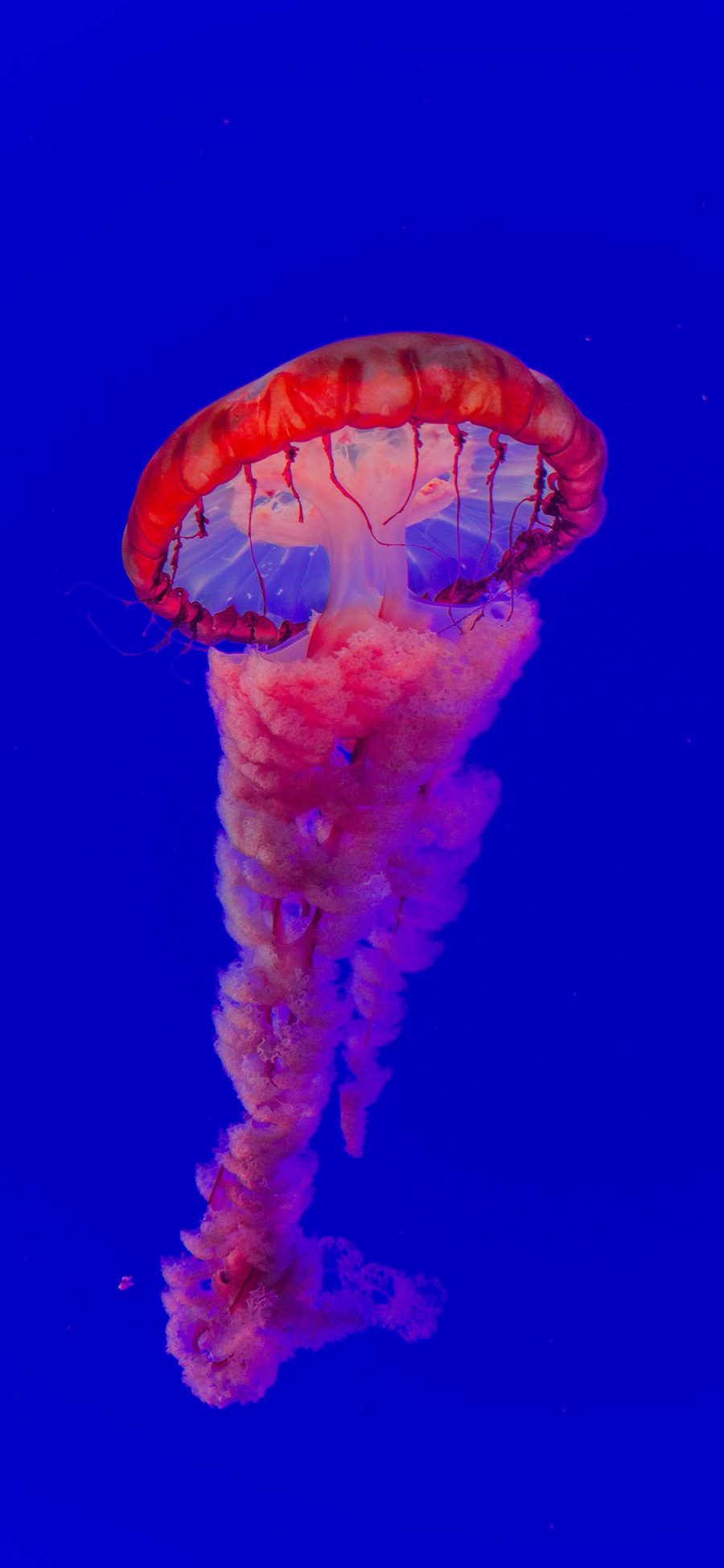 [2436×1125]水母 触手 浮游 透明 苹果手机壁纸图片