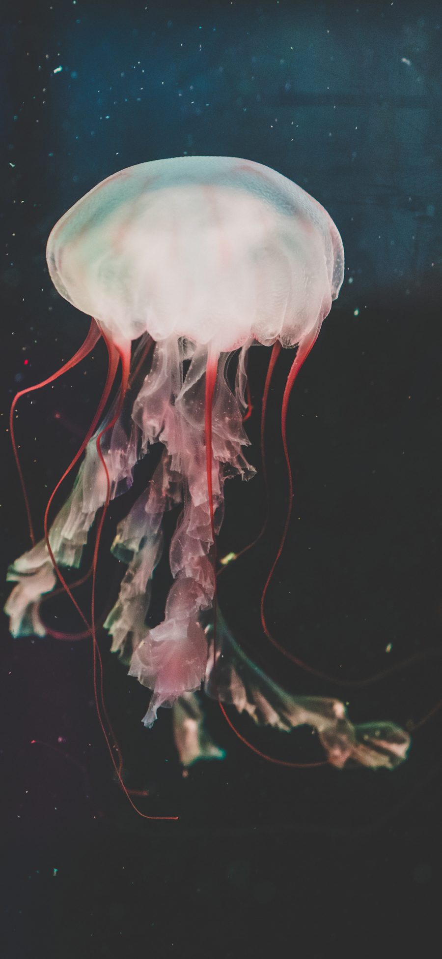 [2436×1125]水母 触手 海洋生物 浮游 苹果手机壁纸图片